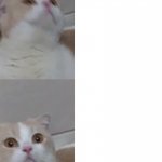 Munchkin cat meme