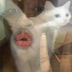 Blursed image cat's rear and person's lips