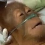 Monkey Dying meme
