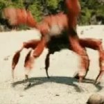 dancing crabs GIF Template