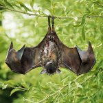 hanging bat