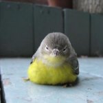 Angry Birdie