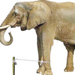 Elephant rope