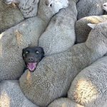 Surrounded by sheeple