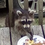 Bandit | EXCUSE ME HUMAN; COULD YA GET A BIGGER PLATE?I GOT FAMILY NOW | image tagged in bandit | made w/ Imgflip meme maker