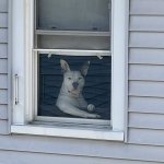Window Dog