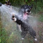 Dog water spout