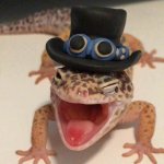 Gecko with top hat