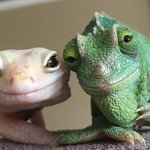 Gecko and chameleon look like grandparents