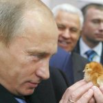 Putin vs. chicken