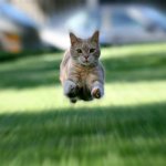 cat flying