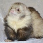 HumanFerret