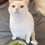 ANGRY CAT SALAD