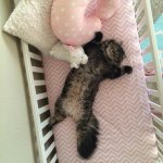 Kitty cat lying in crib 1