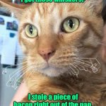 Yes, he would do it again. | Want to know how I got these whiskers? I stole a piece of bacon right out of the pan.
Would totally do it again. | image tagged in singed whiskers,funny | made w/ Imgflip meme maker