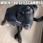 Roblox for ya | WHEN YOU GET SCAMMED | image tagged in cute dojo,itchy dog,cute,scam,roblox | made w/ Imgflip meme maker