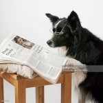 Dog reading newspaper 1