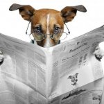 Dog reading newspaper 2