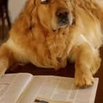 Dog reading newspaper 4