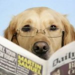 Dog reading newspaper 5