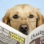 Dog reading newspaper 5.5