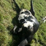 Cow laying flat on back