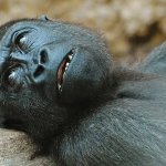 Gorilla lying on back close up