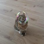 Cat and bubble