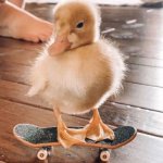 A duck riding a skate board