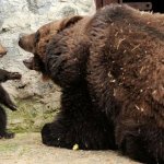 Bear mama angry with baby bear