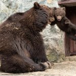Bear baby rough discipline from mama bear