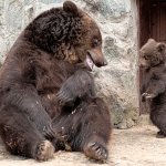 Bear cub getting rough discipline from mama bear 2
