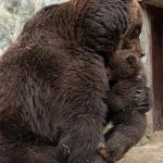Bear cub rough discipline from mama bear 3