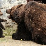 Bear cub rough discipline from mama bear 4