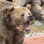 Bear mama yelling for bear cub