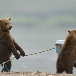 Bear planning on pranking other bear cub