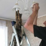 Cat changing light bulb