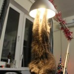 Cat changing light bulb 1
