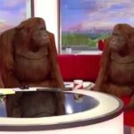 orangutan interview meme