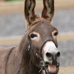 burro template