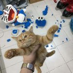 Cat destroys model 1