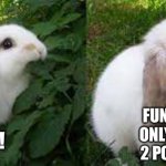 Fun Stream should add more memes/day | FUN STREAM ONLY ALLOWS 2 POSTS/DAY; LET’S MAKE A MEME! | image tagged in cute angry rabbit | made w/ Imgflip meme maker