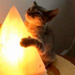Cat hugging salt lamp
