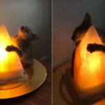 Cat hugging salt lamp 2