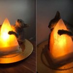 Cat hugging salt lamp 2 frames 4