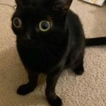 big eye cat meme