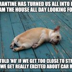 Quarantine | QUARANTINE HAS TURNED US ALL INTO DOGS
WE ROAM THE HOUSE ALL DAY LOOKING FOR FOOD; WE ARE TOLD 'NO' IF WE GET TOO CLOSE TO STRANGERS
AND WE GET REALLY EXCITED ABOUT CAR RIDES | image tagged in tired dog,quarantine,food,funny,funny dogs | made w/ Imgflip meme maker