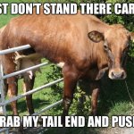 Cow On The Fence | JUST DON’T STAND THERE CAROL, GRAB MY TAIL END AND PUSH. | image tagged in cow on the fence | made w/ Imgflip meme maker