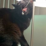 Cat with lamp chain in mouth