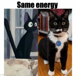 Same cat | Same energy | image tagged in jiji/blueberry | made w/ Imgflip meme maker